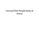 Unusual Pets People Keep at Home
