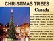 Christmas trees