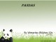 Anglų skaidrės apie pandas