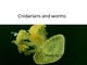 Cnidarians and worms