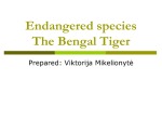Endangered species The Bengal Tiger 1
