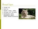 Endangered species The Bengal Tiger 2