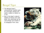 Endangered species The Bengal Tiger 3