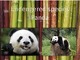 Endengered species.Pandas