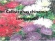 Astrai Callistephus chinensis Gelės Astros skaidrės