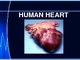 Heart skaidrės apie širdį anglų kalba