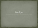 Fosilijos skaidrės 1