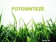 Fotosintezė skaidrės