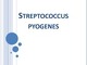 Streptokokus pyogenes Rožė