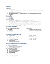 Nervinio audinio sandara, sinapse,neurologija, nervines skaidulos 2