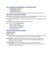 Nervinio audinio sandara, sinapse,neurologija, nervines skaidulos 3