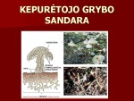 Grybų karalystė pristatymas 3