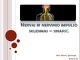 Nervai ir nervinio impulso sklidimas – sinapsė
