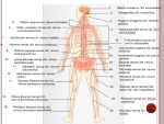Nervai ir nervinio impulso sklidimas – sinapsė 3
