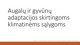 Augalų ir gyvūnų adaptacijos skirtingoms klimatinėms sąlygoms