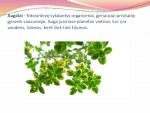 Augalų karalystė biologijos skaidrės 2