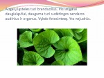Augalų karalystė biologijos skaidrės 3