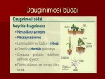 Dauginimasis ir individualus vystymasis biologijos skaidrės 2