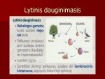 Dauginimasis ir individualus vystymasis biologijos skaidrės 3
