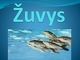 Žuvys biologijos skaidrės