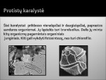 Protistų karalystė biologijos skaidrės 2