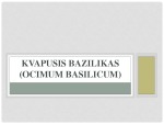 Kvapusis bazilikas Ocimum basilicum 1