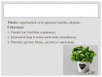 Kvapusis bazilikas Ocimum basilicum 2