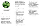 Bazilikas liaudies medicinoje lankstinukas 2
