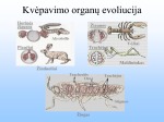 Kvėpavimo sistema skaidrės 2