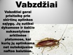 Vabzdžiai ir vabalai skaidrės 3
