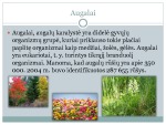 Augalai biologijos skaidrės 3