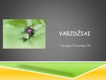Vabzdžiai projektas (2) 1