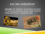 Vabzdžiai projektas (2) 2
