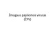 Žmogaus papilomos virusas (ŽPV) (2)