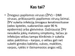 Žmogaus papilomos virusas (ŽPV) (2) 3