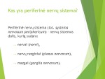 Periferinė nervų sistema projektas (2) 3