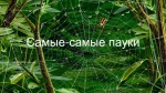 Самые - самые пауки 1