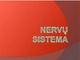 Nervų sistema pristatymas