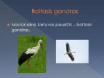 Lietuvos paukščiai projektas 3