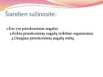 Prieskoniniai augalai ir jų reikšmė 2