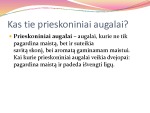 Prieskoniniai augalai ir jų reikšmė 3