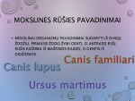 Gyvosios gamtos karalystės skaidrės 3