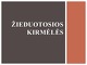 Žieduotosios kirmėlės projektas