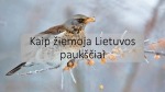 Kaip žiemoja Lietuvos paukščiai 1