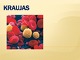 Kraujas: kraujo elementai ir funkcijos
