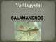Varliagyviai: Salamandros