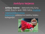 Jorkšyro terjeras 1