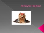 Jorkšyro terjeras 2