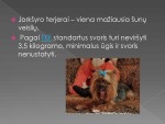 Jorkšyro terjeras 3