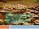 Grybai: sandara, dauginimasis, mityba